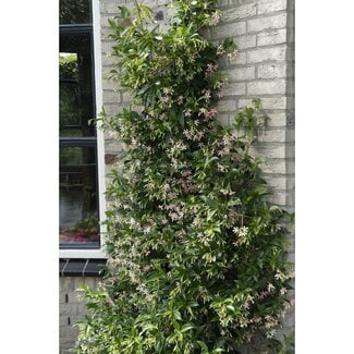 Koning Bamboe Trachelospermum Star of Ibiza plant set 2 plants 65 cm