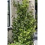 Trachelospermum Star of Venice plantenset 2 stuks 65 cm potmaat 15 cm