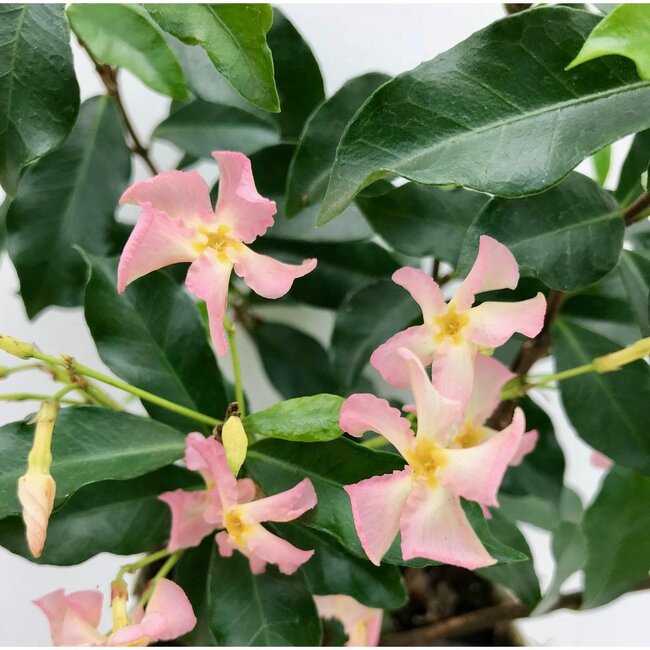 Trachelospermum Star of Ibiza plantenset 2 stuks 65 cm potmaat 15 cm