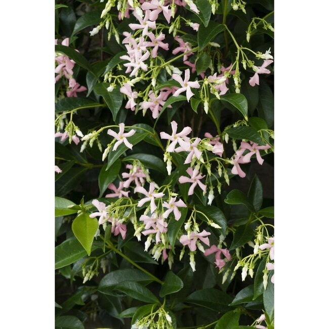 Trachelospermum Star of Ibiza plantenset 2 stuks 65 cm potmaat 15 cm