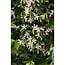 Trachelospermum Star of Ibiza plant set 2 plants 65 cm pot size 15 cm