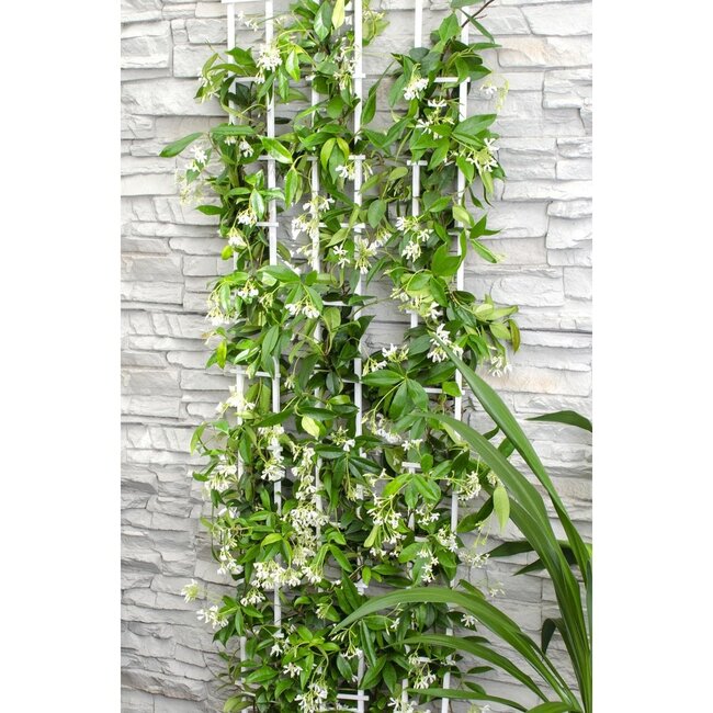 Trachelospermum Star of Venice plantenset 2 stuks 65 cm potmaat 15 cm