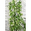 Trachelospermum Star of Venice plantenset 2 stuks 65 cm potmaat 15 cm