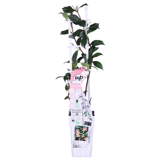 Trachelospermum Star of Ibiza plant set 2 plants 65 cm pot size 15 cm