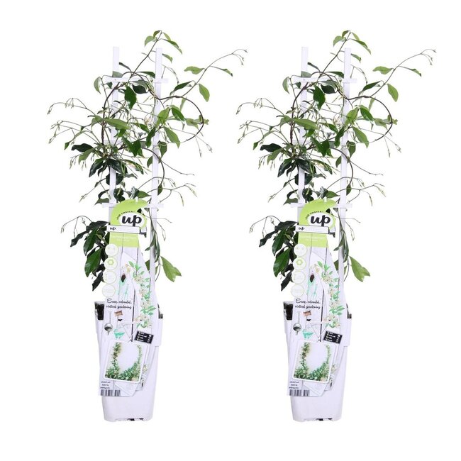 Trachelospermum Star of Venice plant set 2 plants 65 cm pot size 15 cm