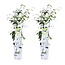 Trachelospermum Star of Venice plantenset 2 stuks 65 cm potmaat 15 cm