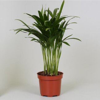 Koning Bamboe Areca Dypsis kamerplant 35 cm