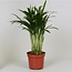 Areca Dypsis kamerplant 35 cm potmaat 12 cm