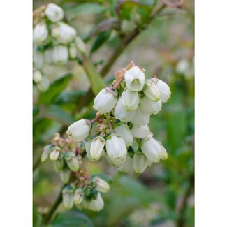 Koning Bamboe Vaccinium corymbosum Reka plantenset 5 stuks 45 cm