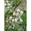 Vaccinium corymbosum Reka plant set 5 plants 45 cm pot size 13 cm