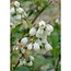 Vaccinium corymbosum Reka plantenset 5 stuks 45 cm potmaat 13 cm