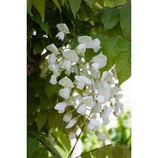 Koning Bamboe Wisteria floribunda Longissima Alba plantenset 2 stuks 65 cm