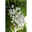 Wisteria floribunda Longissima Alba plant set 2 plants 65 cm pot size 15 cm
