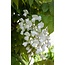Wisteria floribunda Longissima Alba plantenset 2 stuks 65 cm potmaat 15 cm