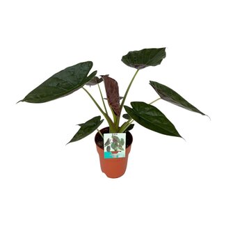 Koning Bamboe Alocasia Wentii houseplant 85 cm