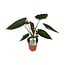 Alocasia Wentii houseplant 85 cm pot size 19 cm