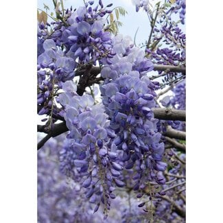 Koning Bamboe Wisteria sinensis Prolific plant set 2 plants 65 cm