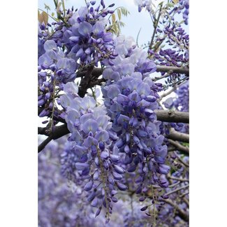 Koning Bamboe Wisteria sinensis Prolific plantenset 2 stuks 65 cm