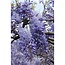 Wisteria sinensis Prolific Pflanzenset 2 Stück 65 cm Topfmaß 15 cm