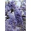Wisteria sinensis Prolific plant set 2 plants 65 cm pot size 15 cm