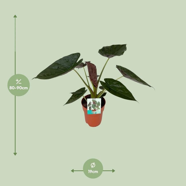 Alocasia Wentii kamerplant 85 cm potmaat 19 cm