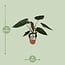 Alocasia Wentii houseplant 85 cm pot size 19 cm