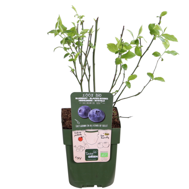 Vaccinium corymbosum Reka plantenset 5 stuks 45 cm potmaat 13 cm