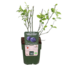 Vaccinium corymbosum Reka plant set 5 plants 45 cm pot size 13 cm