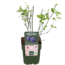 Vaccinium corymbosum Reka plantenset 5 stuks 45 cm potmaat 13 cm