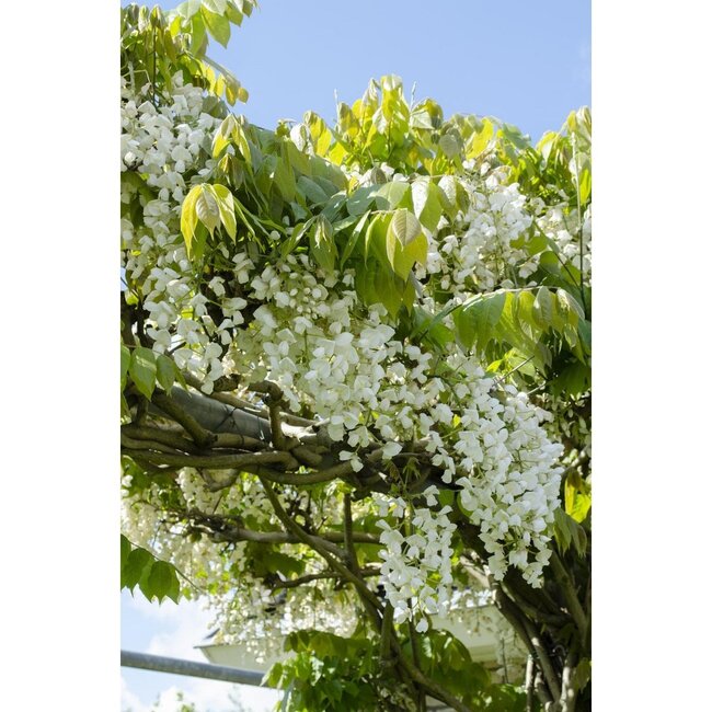 Wisteria floribunda Longissima Alba plant set 2 plants 65 cm pot size 15 cm