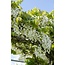Wisteria floribunda Longissima Alba plantenset 2 stuks 65 cm potmaat 15 cm