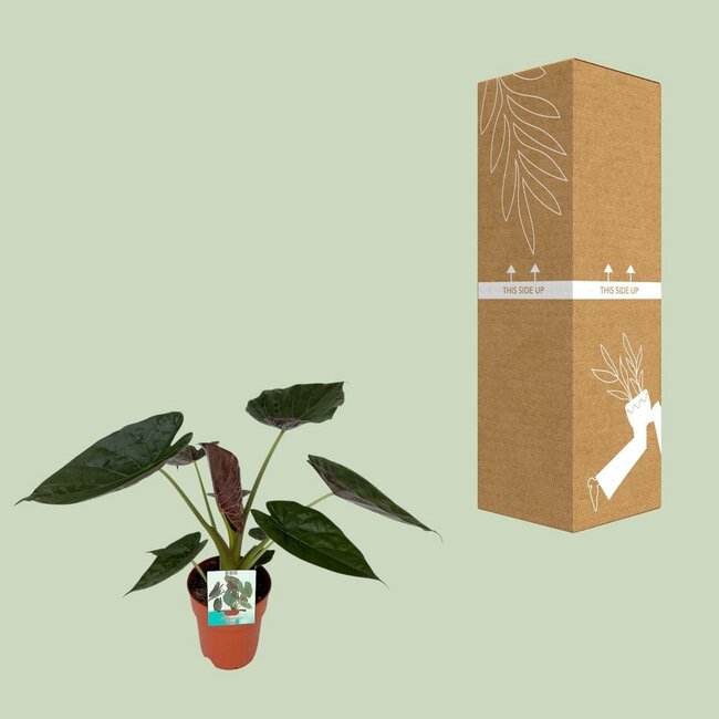Alocasia Wentii houseplant 85 cm pot size 19 cm