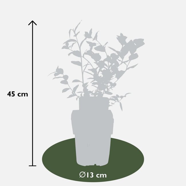 Vaccinium corymbosum Reka plant set 5 plants 45 cm pot size 13 cm