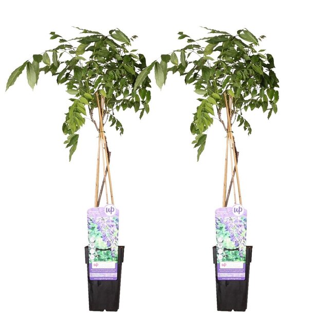 Wisteria sinensis Prolific plantenset 2 stuks 65 cm potmaat 15 cm