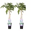 Wisteria sinensis Prolific plant set 2 plants 65 cm pot size 15 cm