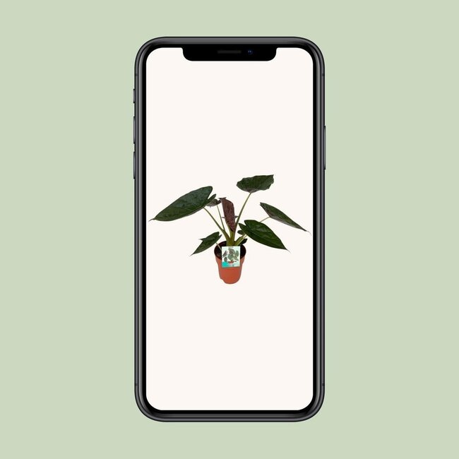 Alocasia Wentii kamerplant 85 cm potmaat 19 cm