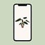Alocasia Wentii houseplant 85 cm pot size 19 cm