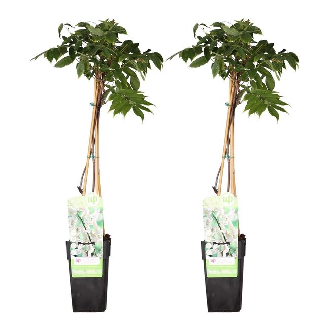 Wisteria floribunda Longissima Alba plantenset 2 stuks 65 cm potmaat 15 cm