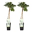 Wisteria floribunda Longissima Alba plant set 2 plants 65 cm pot size 15 cm