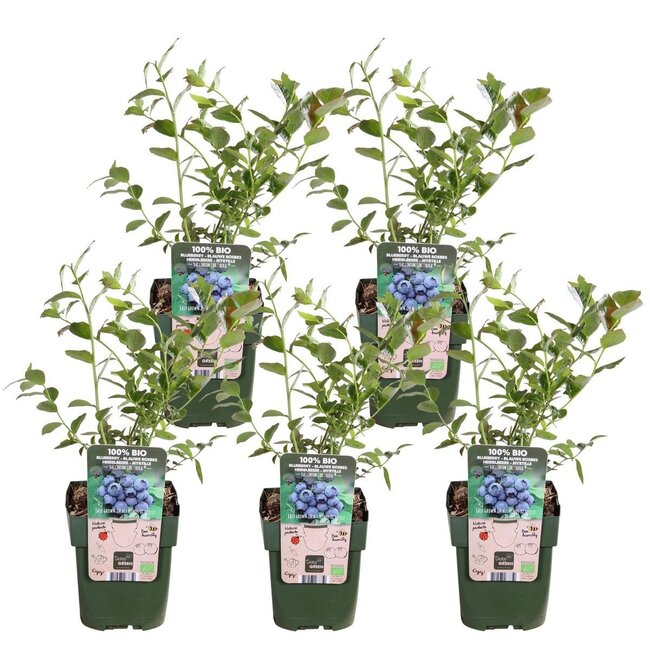 Vaccinium corymbosum Reka Pflanzenset 5 Stück 45 cm Topfmaß 13 cm