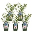 Vaccinium corymbosum Reka plant set 5 plants 45 cm pot size 13 cm