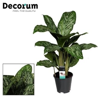 Koning Bamboe Aglaonema Greenlight (Decorum) kamerplant 60 cm