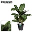Aglaonema Greenlight (Decorum) Zimmerpflanze 60 cm Topfmaß 17 cm