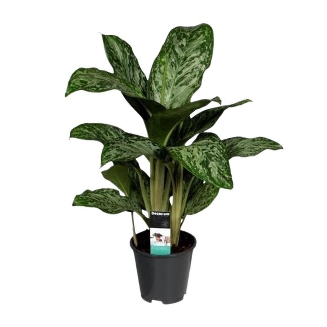Aglaonema Greenlight (Decorum) kamerplant 60 cm potmaat 17 cm