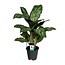 Aglaonema Greenlight (Decorum) Zimmerpflanze 60 cm Topfmaß 17 cm