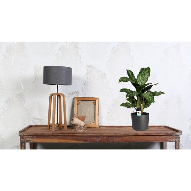 Aglaonema Greenlight (Decorum) kamerplant 60 cm potmaat 17 cm