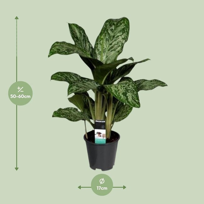 Aglaonema Greenlight (Decorum) kamerplant 60 cm potmaat 17 cm