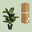 Aglaonema Greenlight (Decorum) houseplant 60 cm pot size 17 cm