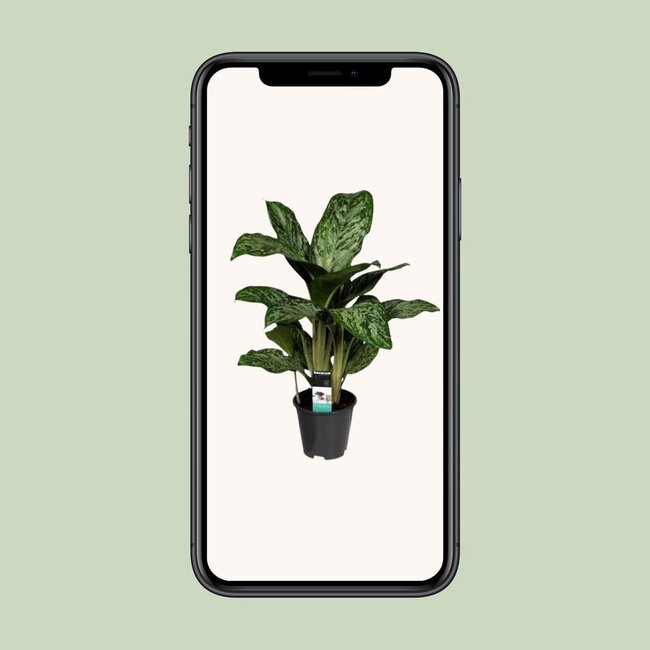 Aglaonema Greenlight (Decorum) kamerplant 60 cm potmaat 17 cm
