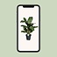 Aglaonema Greenlight (Decorum) kamerplant 60 cm potmaat 17 cm